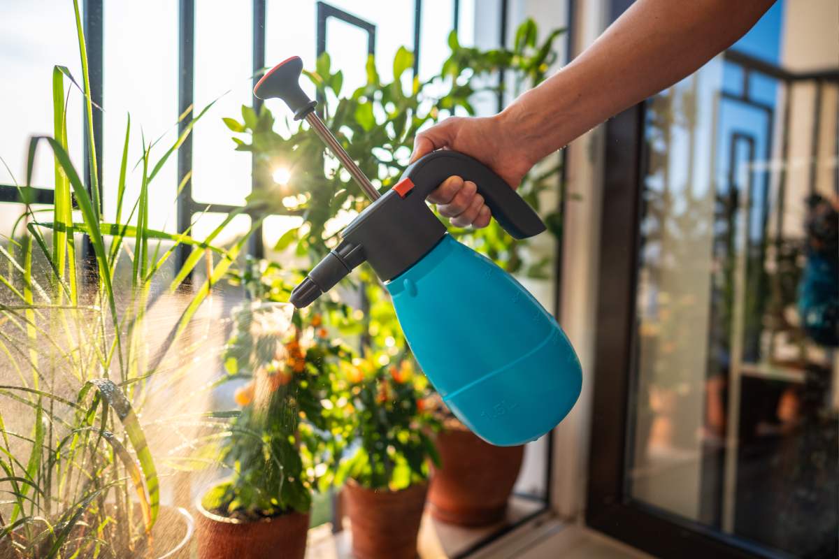 Rinvigorire le piante sul balcone prima di settembre