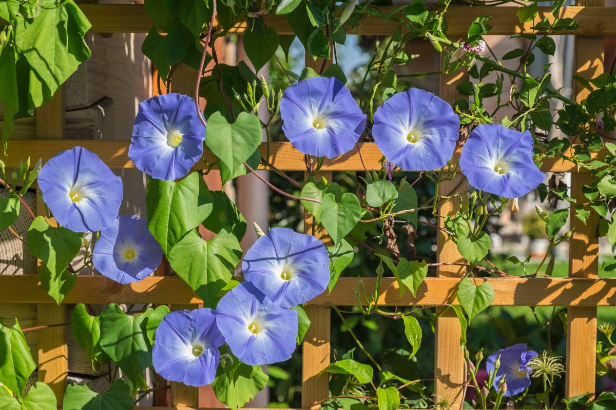 Le rampicanti piene di fiori fino ad ottobre