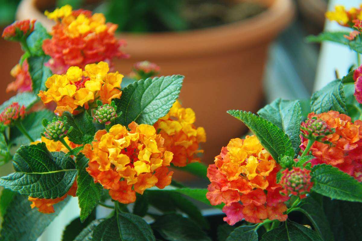 Fiori colorati sui balconi settembrini