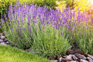 I trucchi dei vivaisti per far fiorire la lavanda fino all'autunno