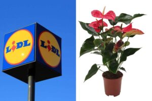 Da Lidl ecco le piante della settimana