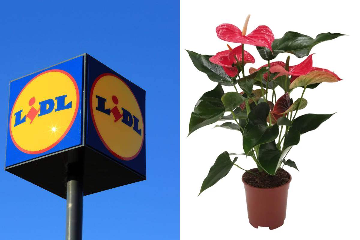 Da Lidl ecco le piante della settimana