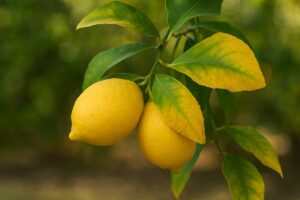 Rimedio naturale contro le foglie ingiallite del limone