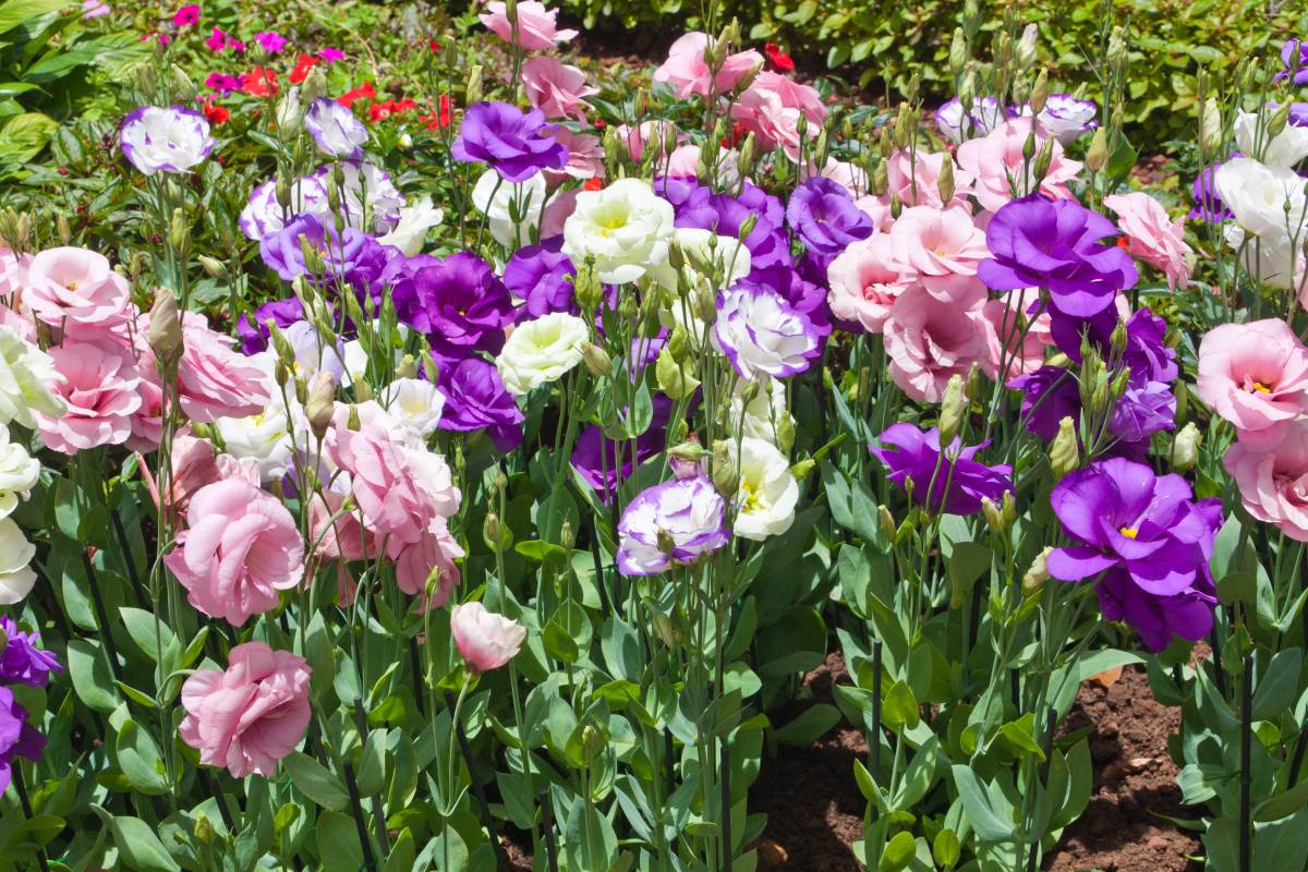 I bouquet estivi che non temono il caldo