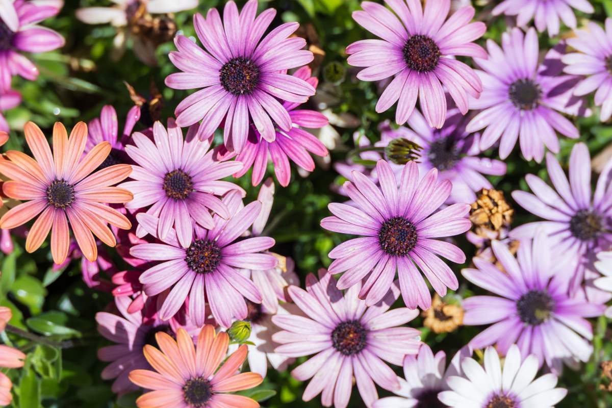Fioriture che resistono fino a settembre