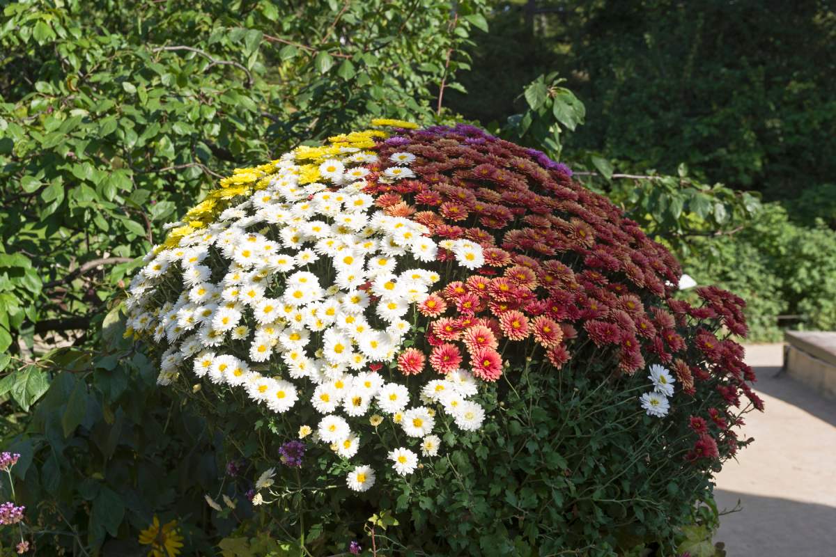 Le aiuole belle in autunno