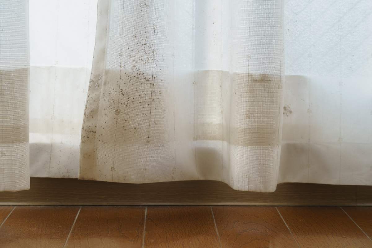 Eliminare la muffa da pareti e tende: ecco come
