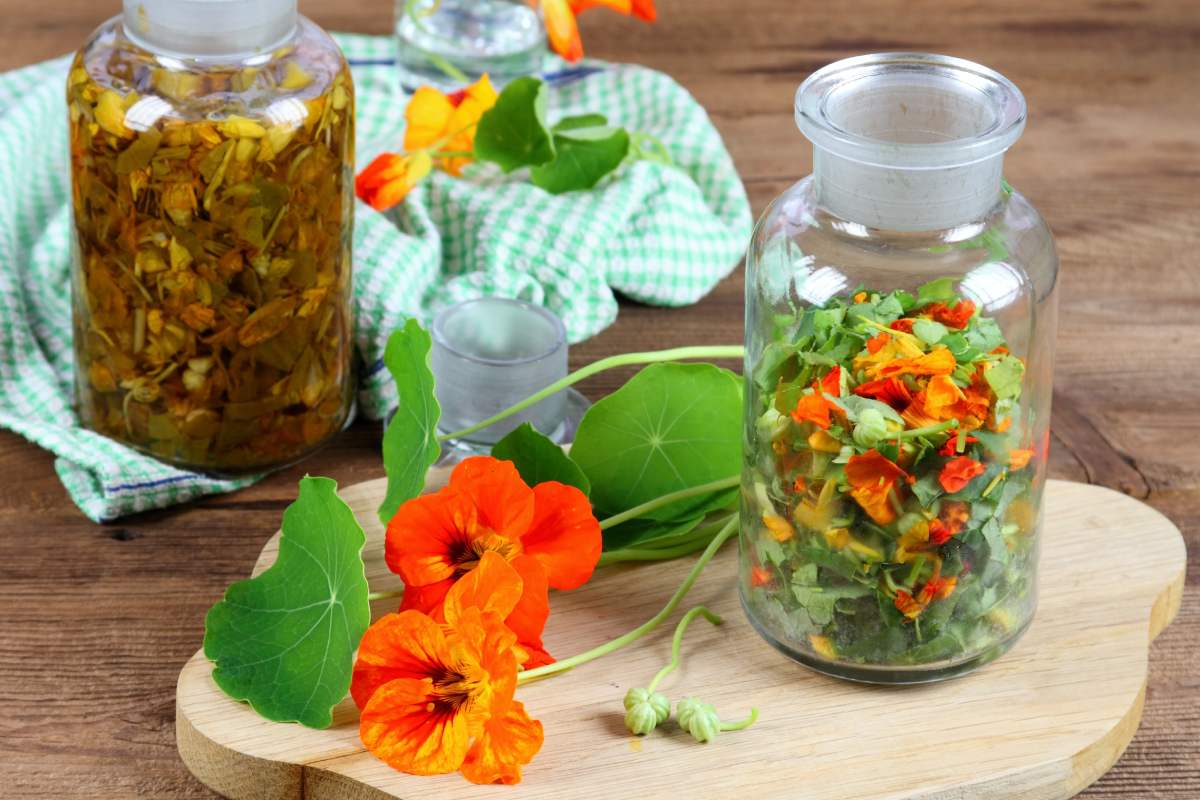 Erbe da fiore che arricchiscono i piatti