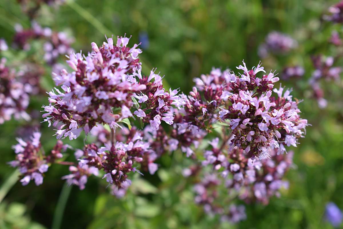 Le 5 piante aromatiche che si piantano ora