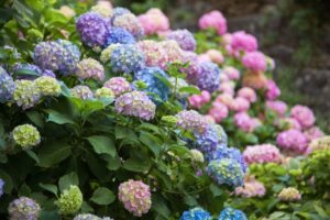 3 concimi naturali per ortensie