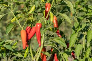 Ecco come coltivare peperoncini senza ausare concimi chimici