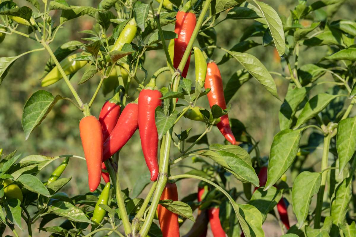 Ecco come coltivare peperoncini senza ausare concimi chimici