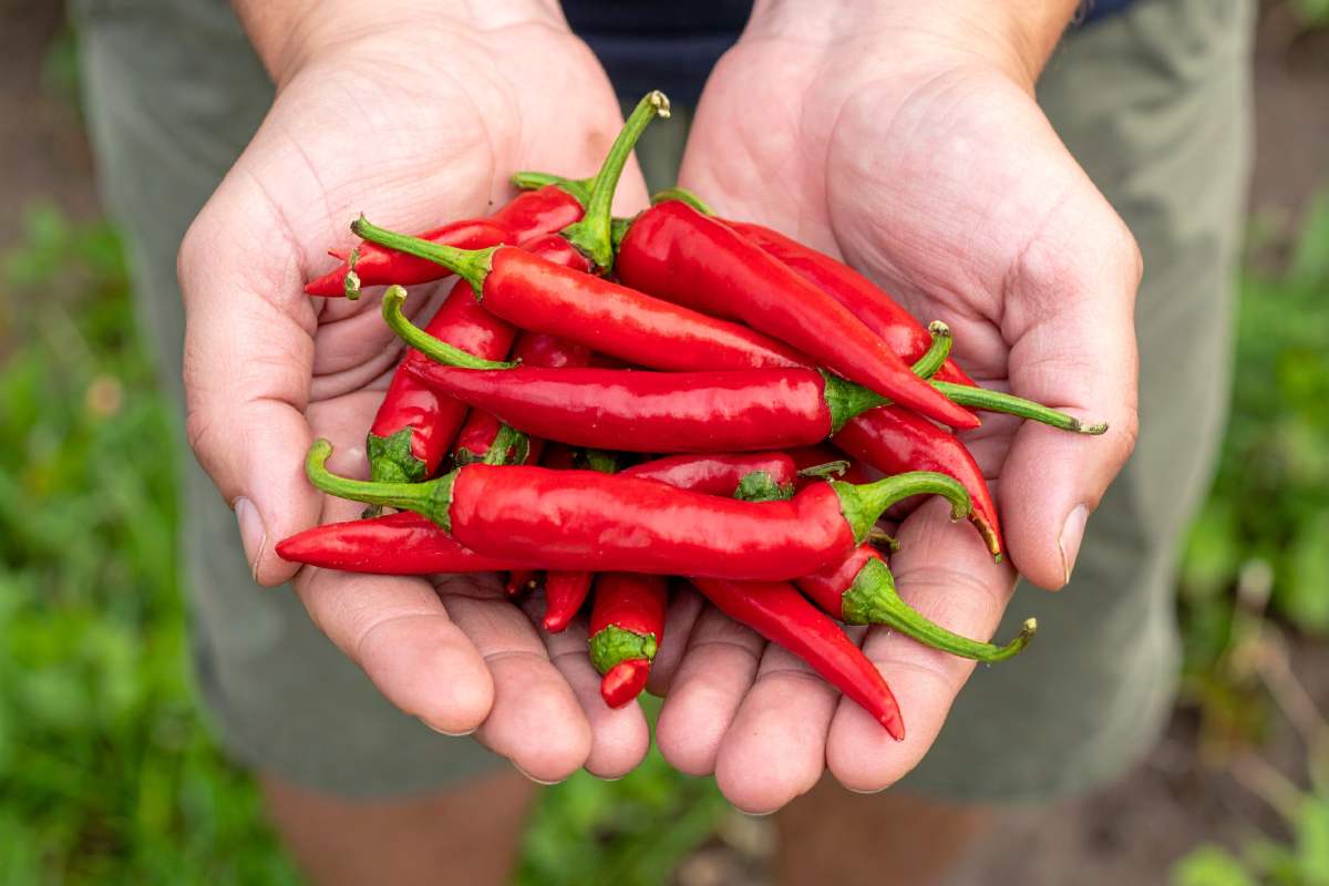 I peperoncini coltivati senza concimi chimici
