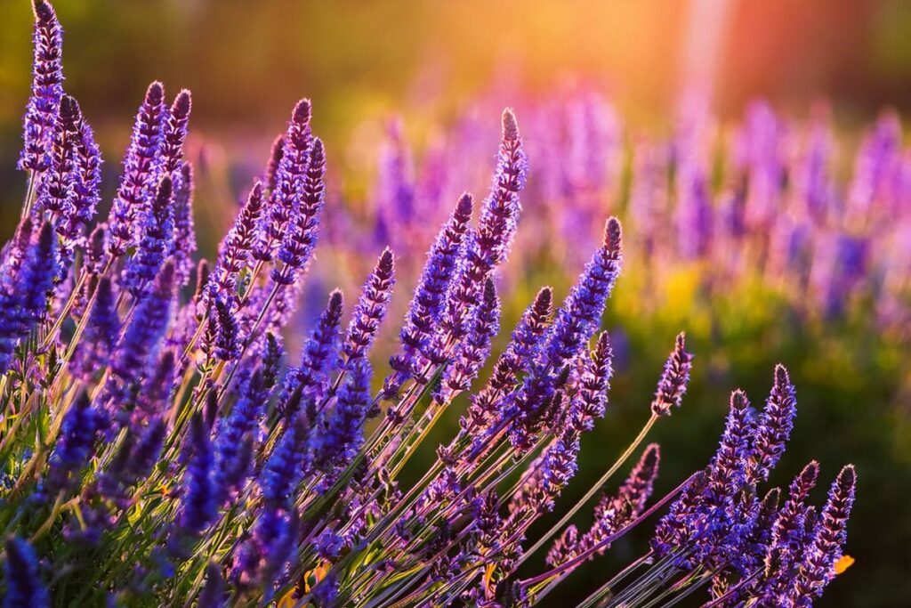 Pianta simile alla lavanda