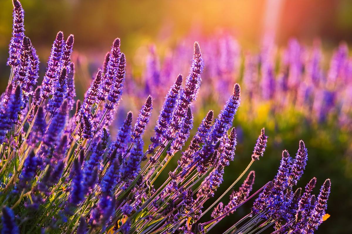 Pianta simile alla lavanda
