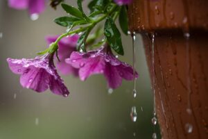Recuperare le petunie dopo un temporale estivo