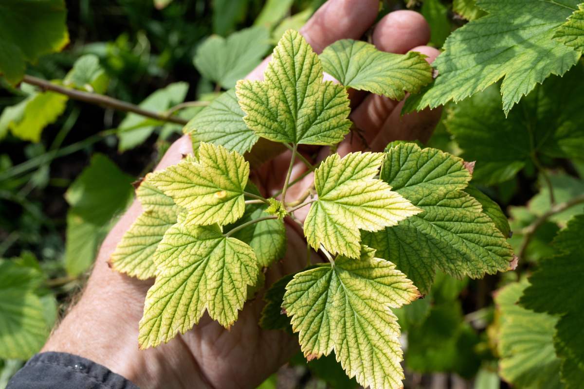 Perché le foglie delle piante a fine estate diventano pallide o giallastre