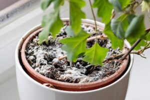 Le malattie delle piante a fine estate e come debellarle