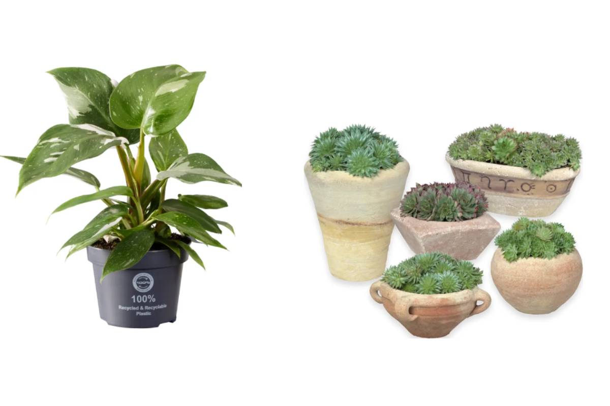 Lidl e il giardino di agosto