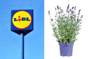 Lidl firma le piante per il giardino di agosto