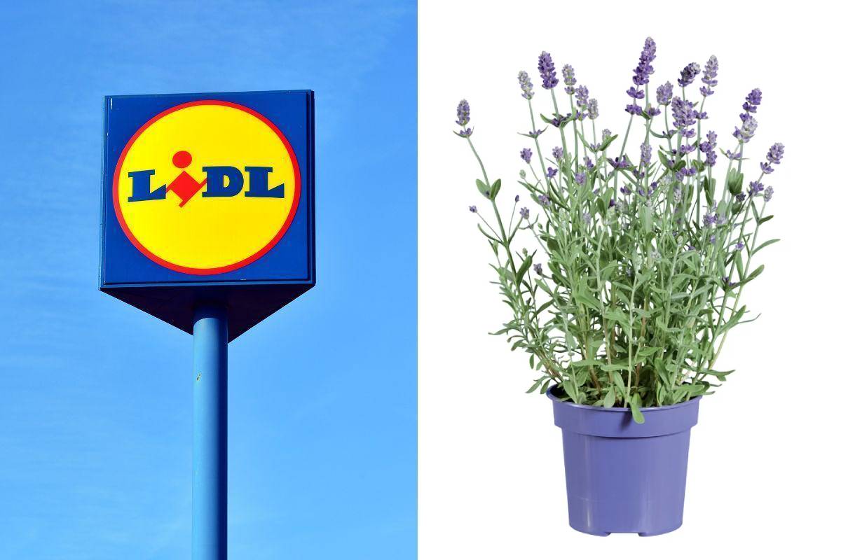 Lidl firma le piante per il giardino di agosto
