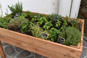Le 5 piante aromatiche utili tutto l'autunno da piantare ora