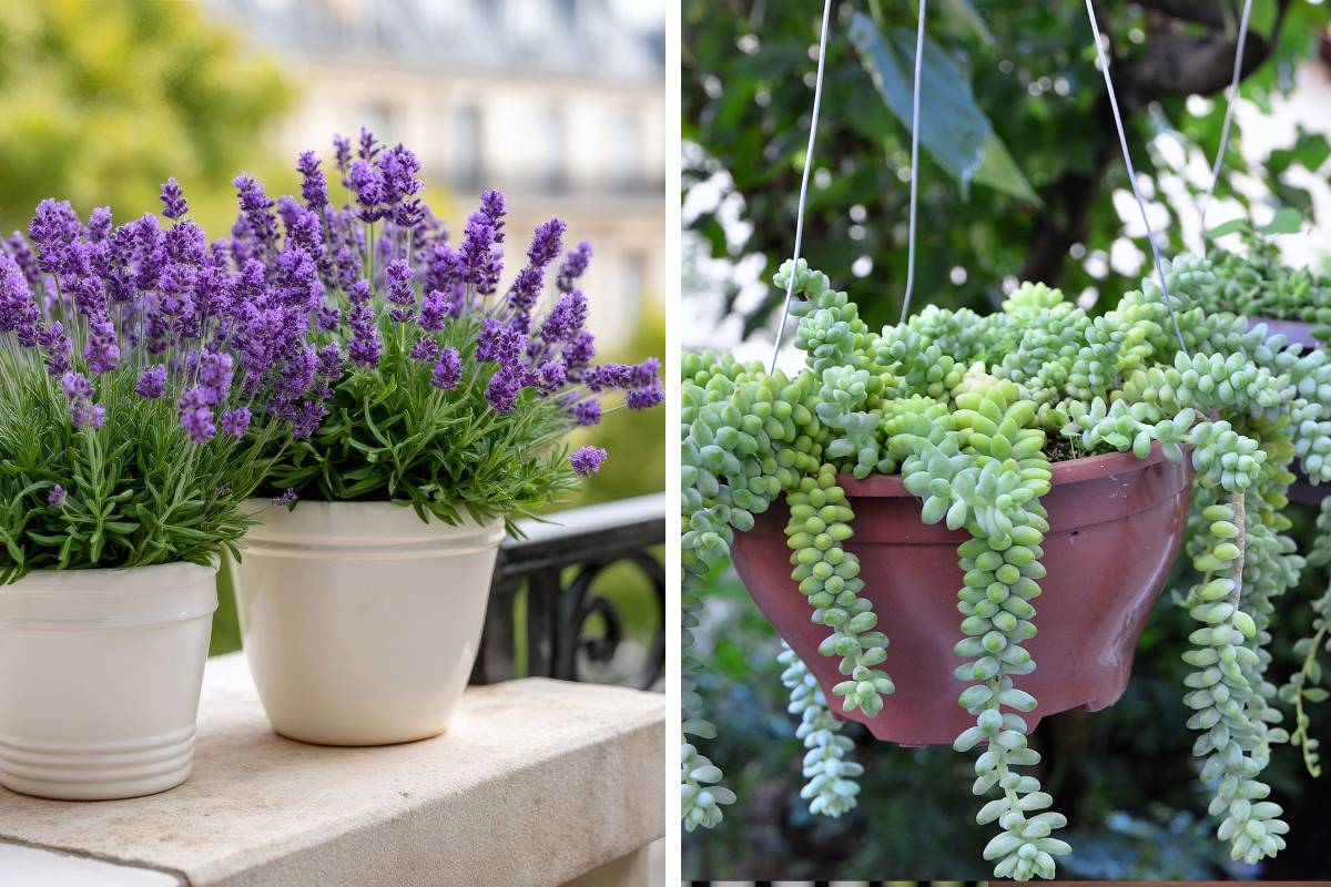 Le perenni che fanno bello il balcone