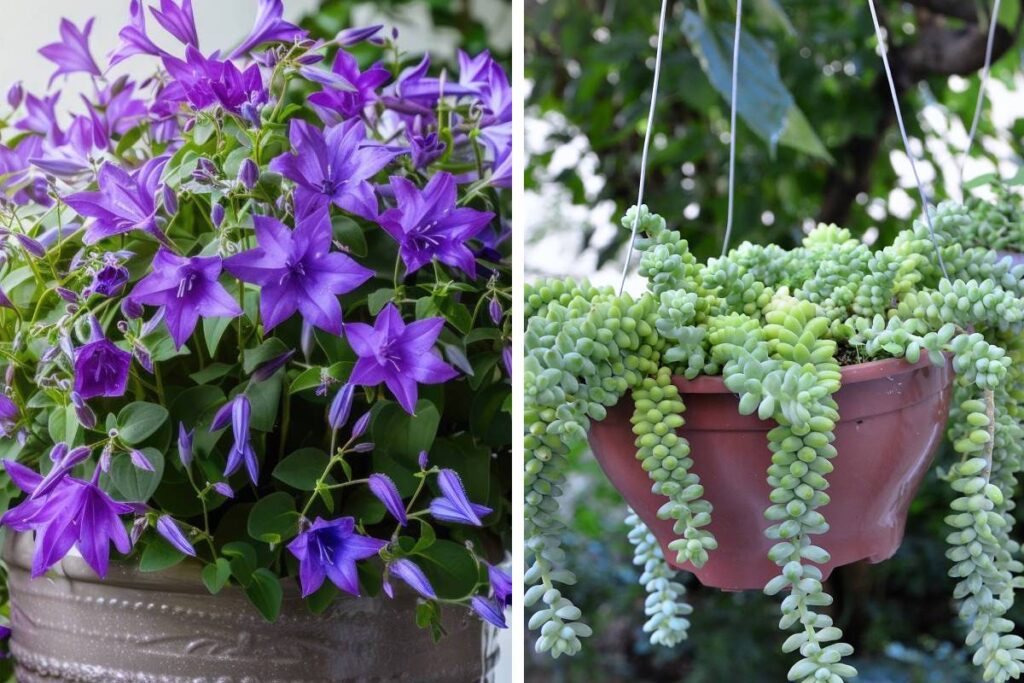 In balcone le piante che durano sempre
