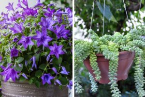 In balcone le piante che durano sempre