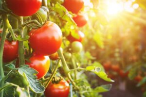 Qualità di pomodori che si scottano sotto il sole estivo