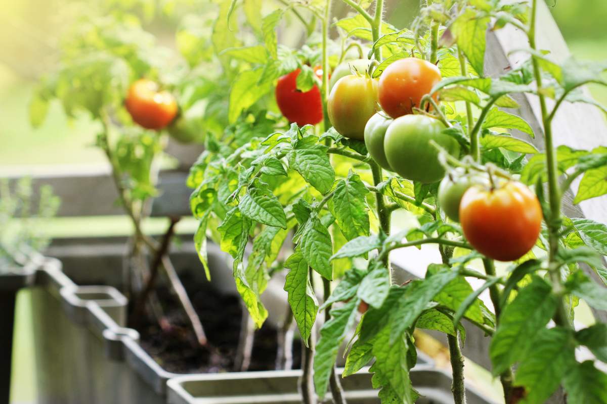 Coltivare i pomodori sul balcone