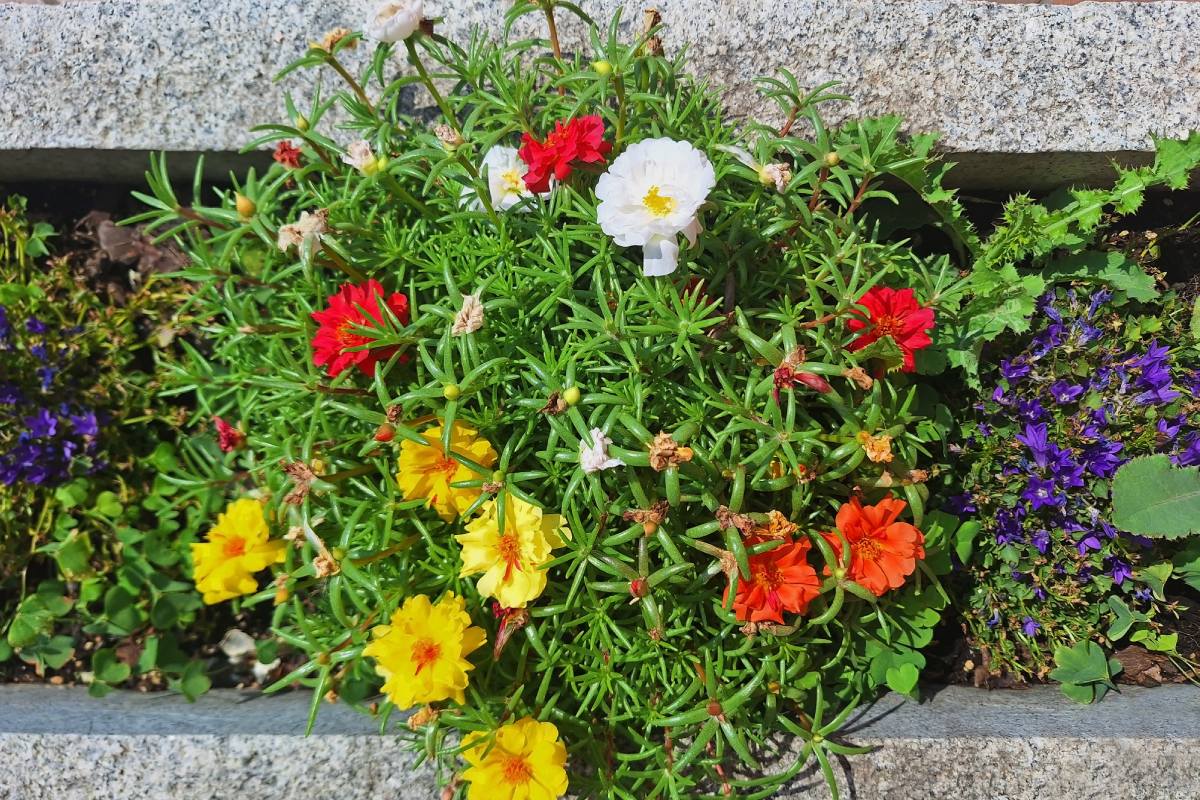 Aiuole resistenti con zinnie e portulache resistono al caldo