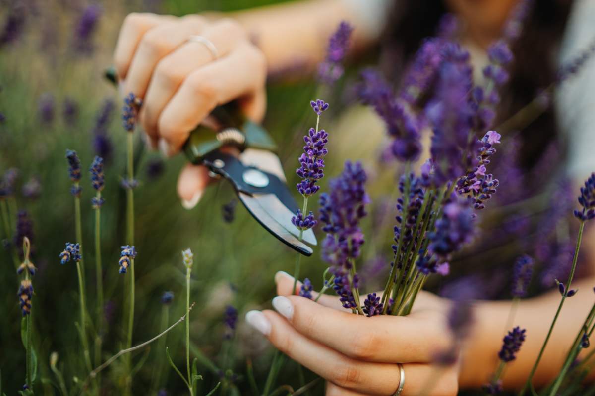 La lavanda che fiorisce fino all'autunno: ecco come