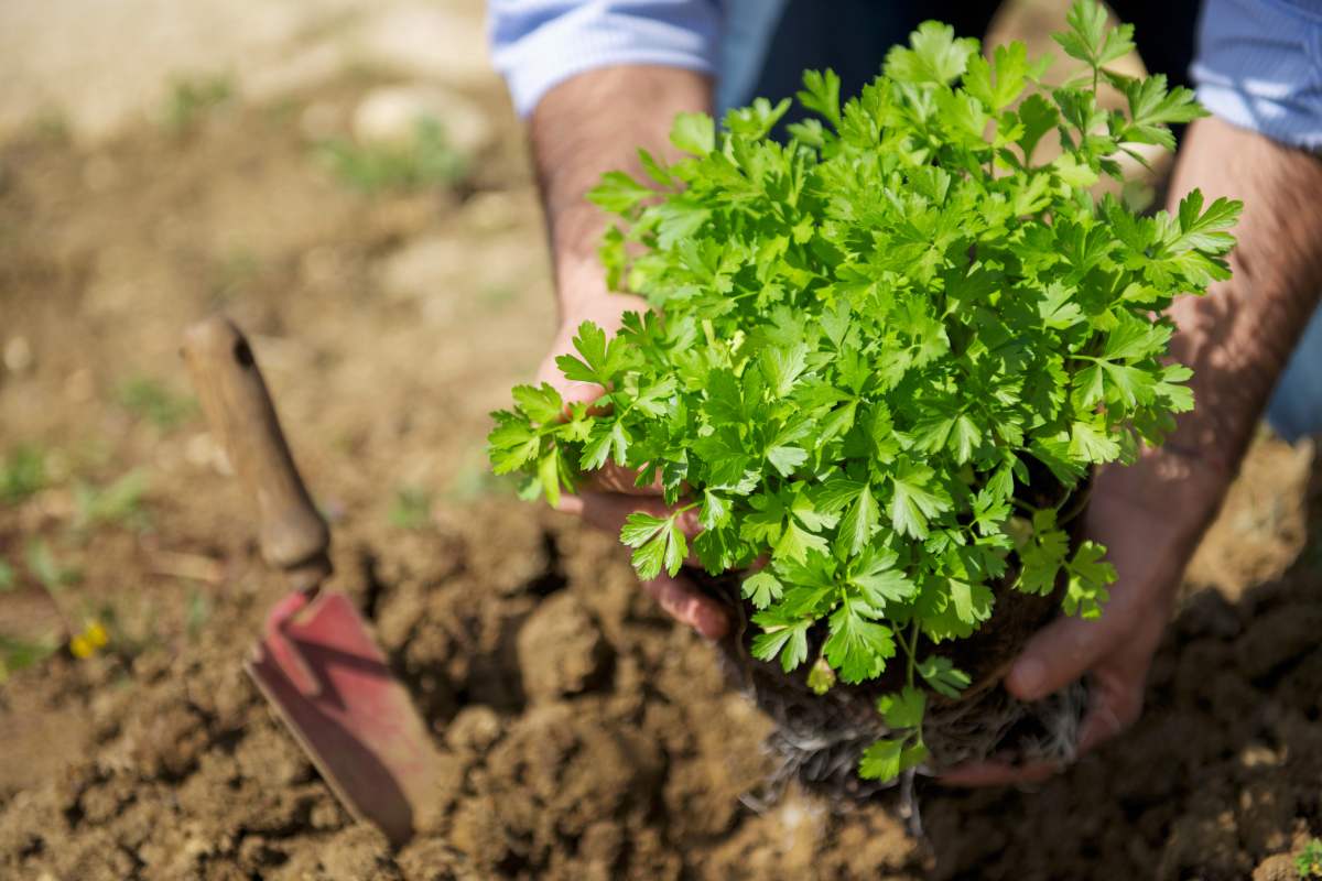 5 piante aromatiche da piantare adesso per averle tutto l'anno