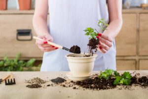 Come riprodurre gratis e con facilità 5 piante