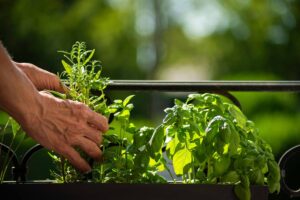 Ecco le piante aromatiche da raccogliere adesso