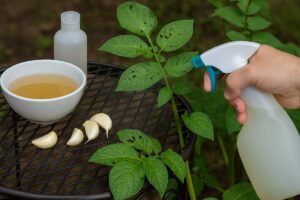L'aglio è il rimedio naturale per piante con foglie bucate