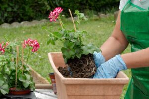 5 piante da rirvaso a settembre