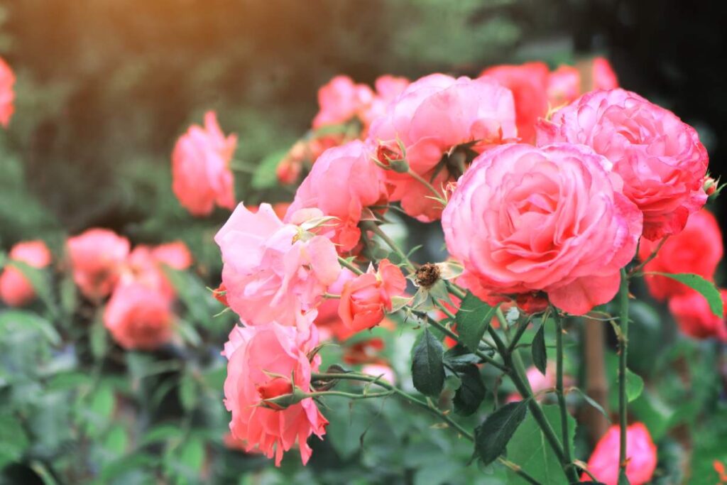 I fertilizzanti naturali per le rose