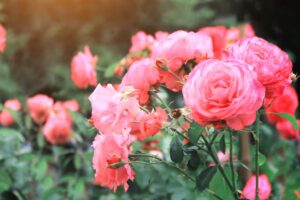 I fertilizzanti naturali per le rose