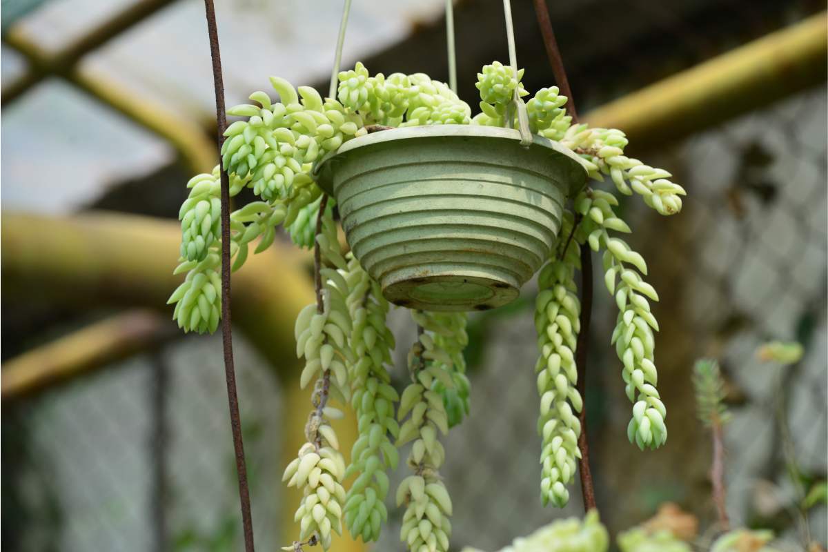 Le migliori succulente tenute sospese per terrazzi soleggiati