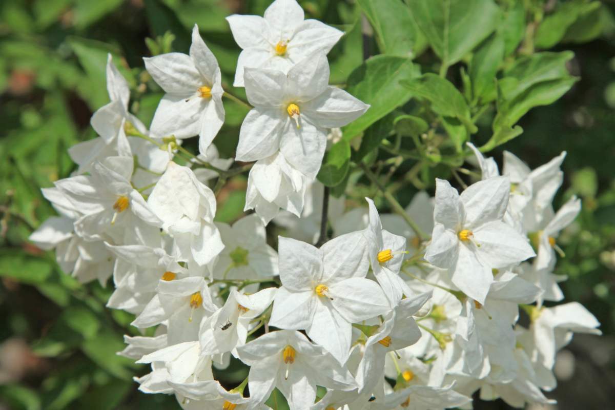 Le piante rampicanti che danno fiori fino ad ottobre