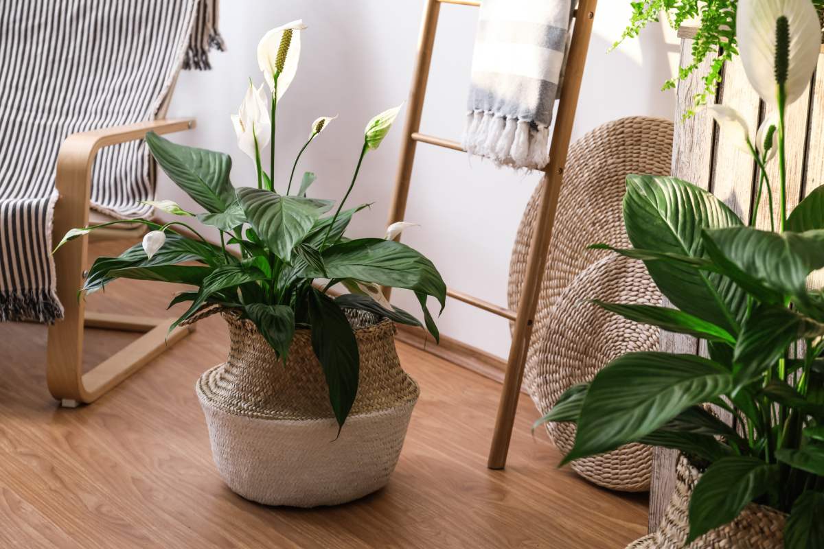 Le piante autunnali che regalano design e freschezza in autunno