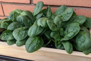 Orto di fine agosto sul balcone