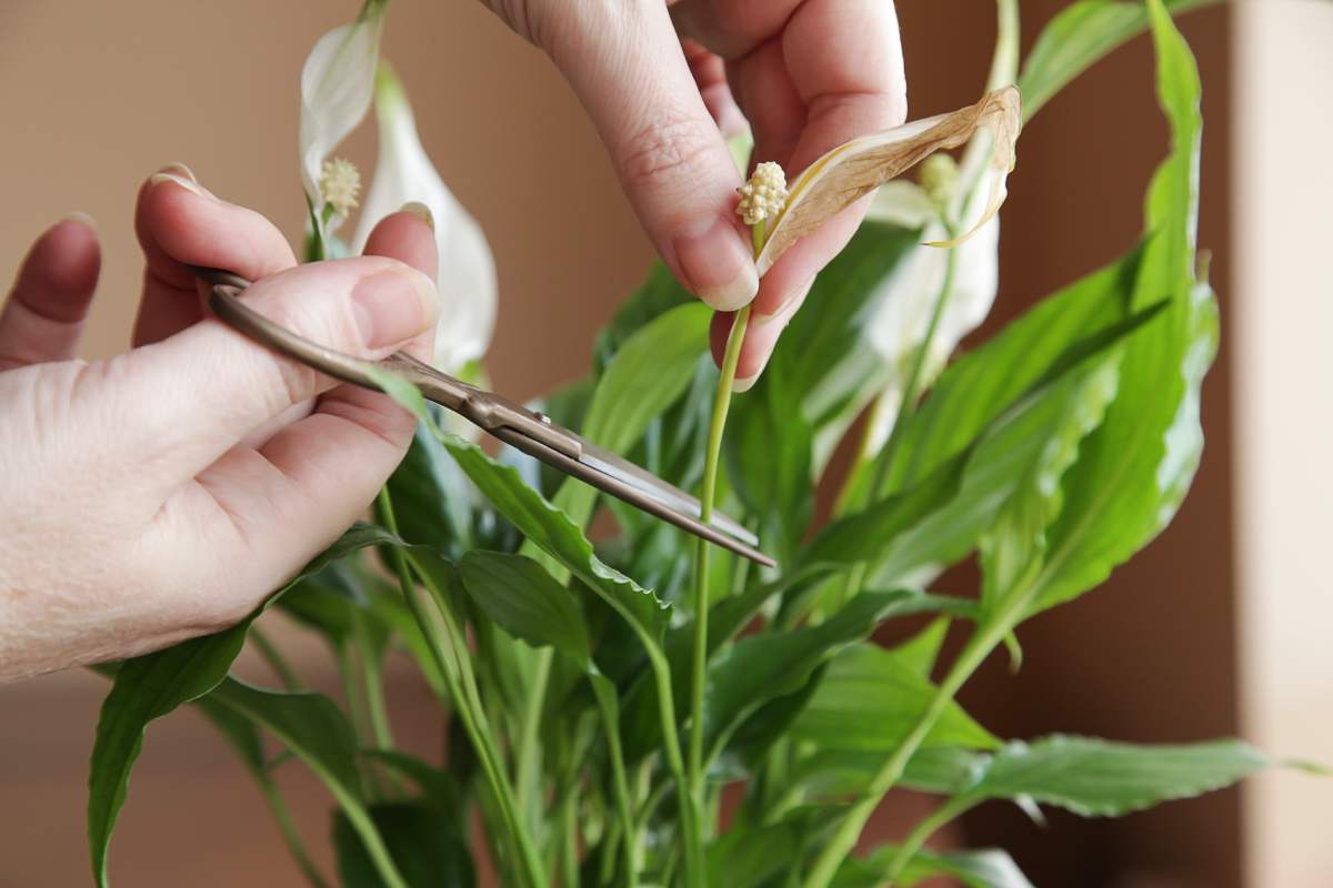 Come curare le piante con foglie gialle