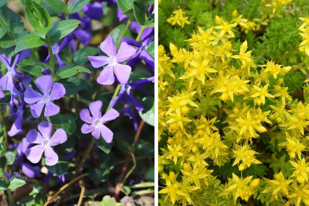 Le piante tappezzanti che eliminano le erbacce e rendono fresco il giardino