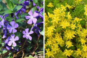 Le piante tappezzanti che eliminano le erbacce e rendono fresco il giardino