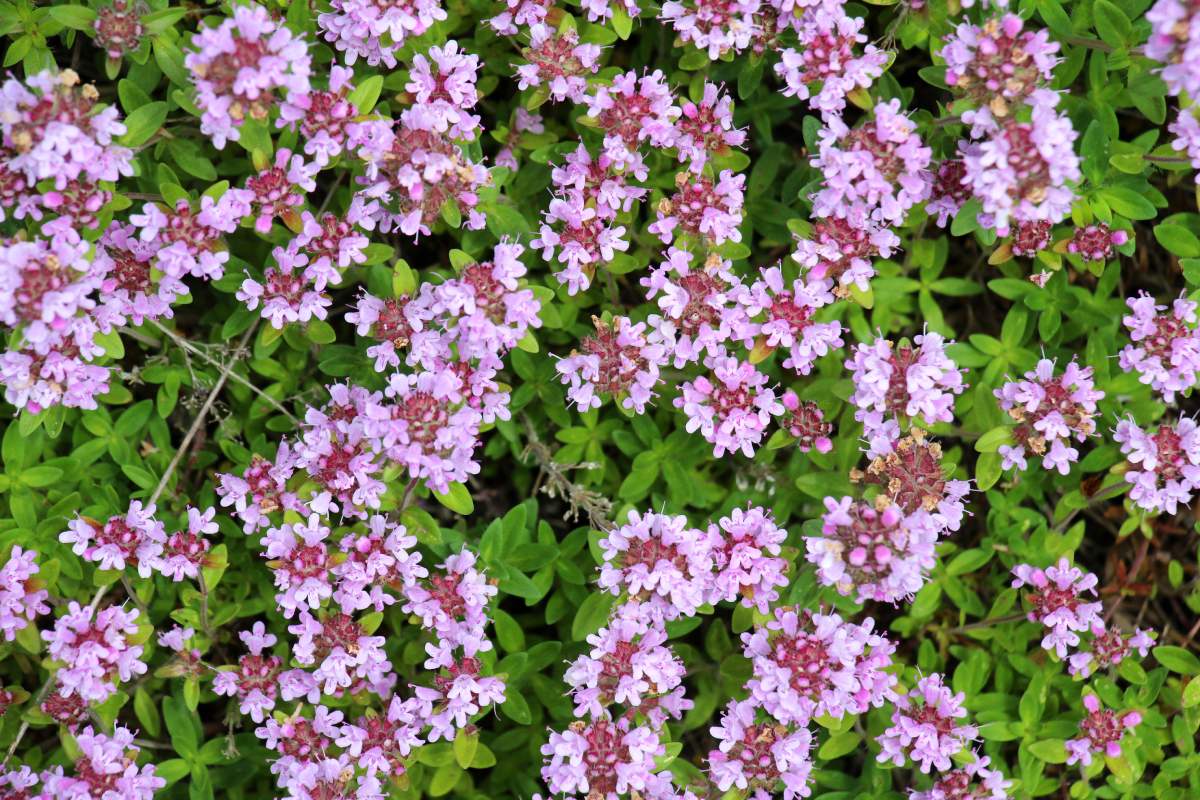 Piante tappezzanti