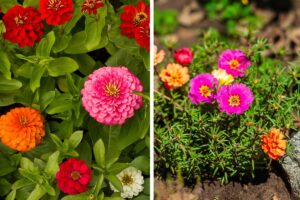 Le piante per aiuole resistenti al caldo: zinnia e portulaca