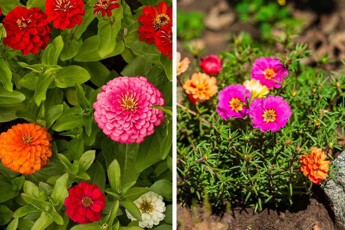 Le piante per aiuole resistenti al caldo: zinnia e portulaca
